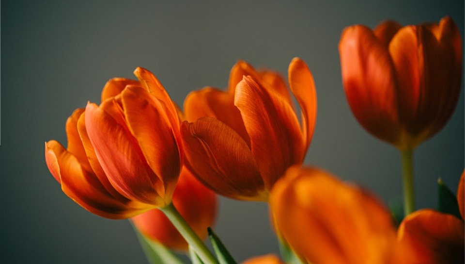 Tulpen Koningsspelen